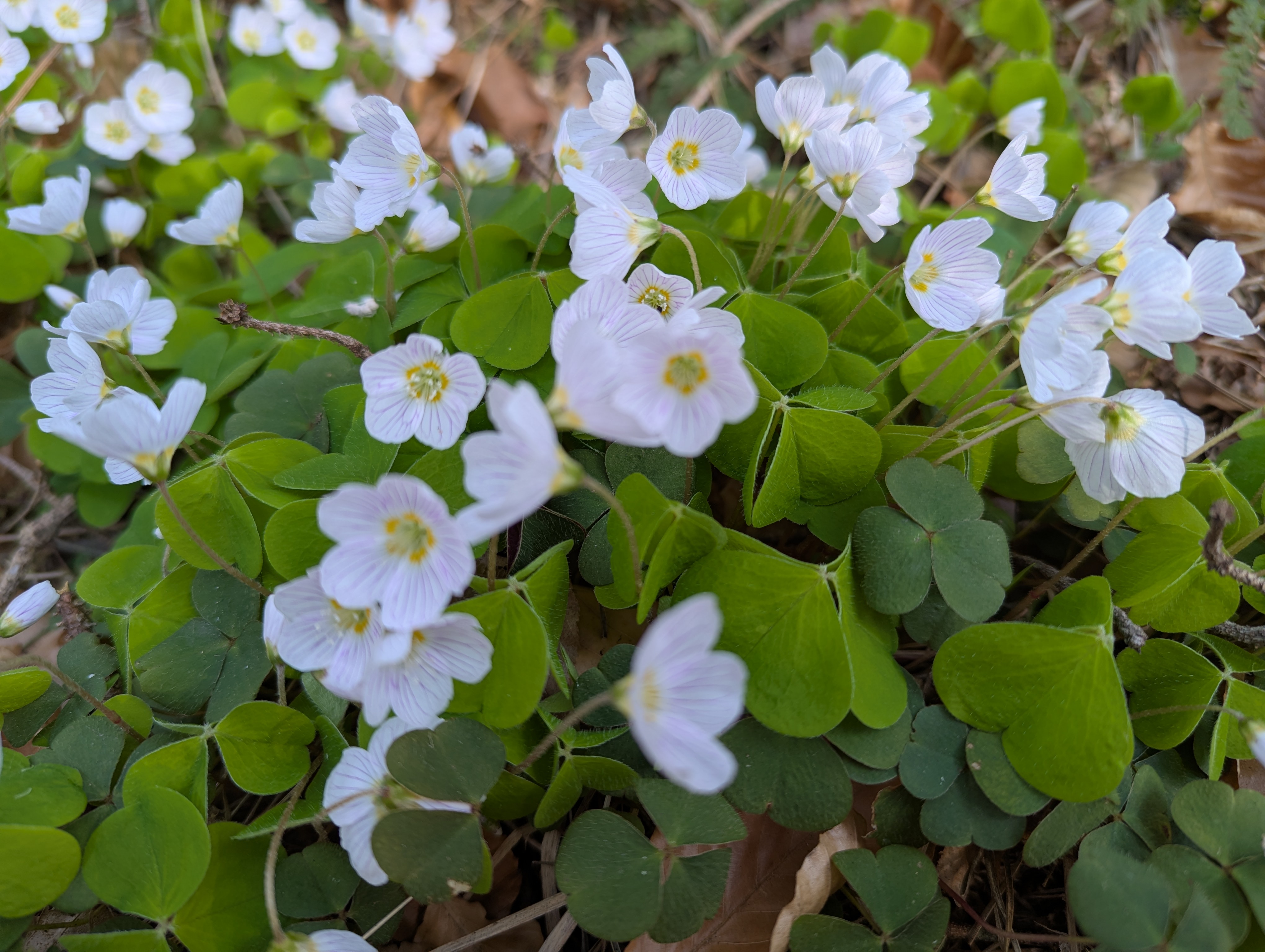 Dankbarkeit, der Schlüssel zum Glücklichsein?